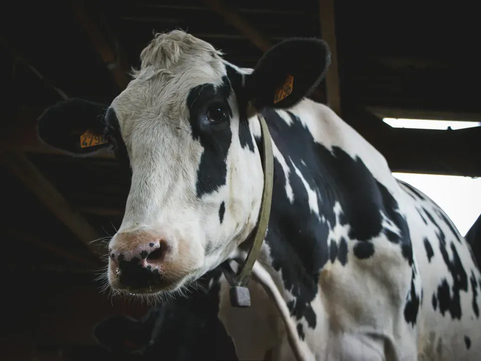 Dairy cow wearing a smart collar